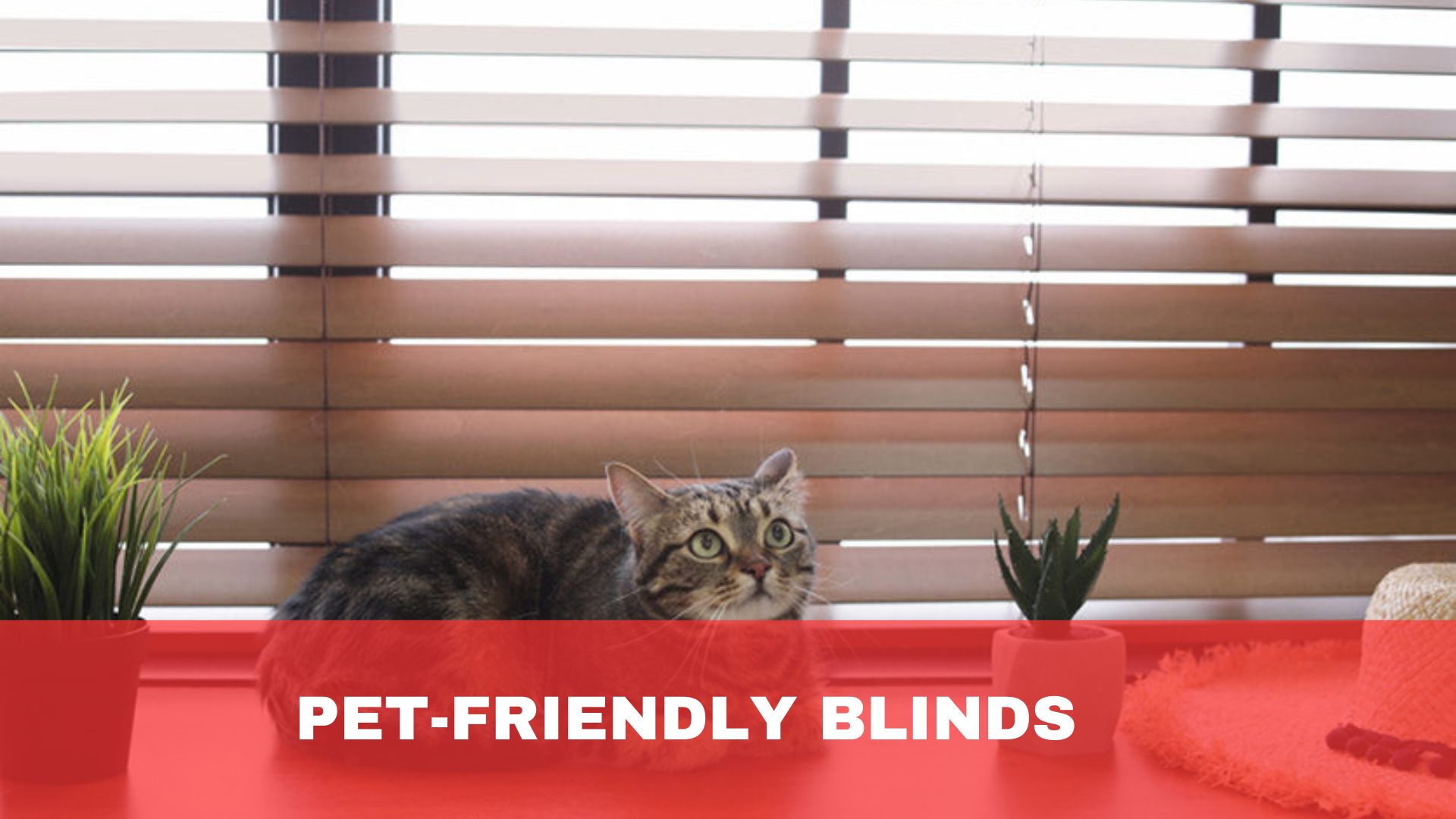 Pet-Friendly Blinds